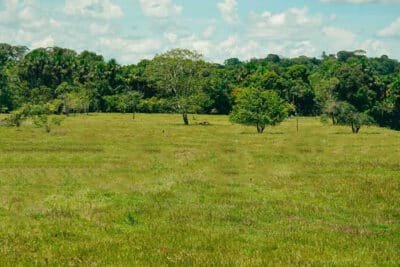 Imagen que representa y simboliza y refuerza el contenido de la noticia: Más de 6400 predios y 315000 animales afectados por lluvias