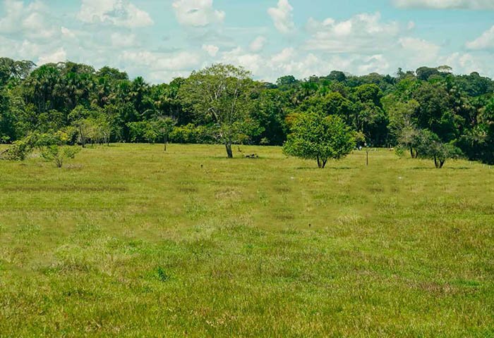 Más de 6400 predios y 315000 animales afectados por lluvias Imagen que representa y simboliza y refuerza el contenido de la noticia: Más de 6400 predios y 315000 animales afectados por lluvias