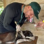 Gobernación de Antioquia rescata animales afectados por inundaciones en Urabá