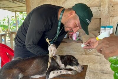 Imagen que representa y simboliza y refuerza el contenido de la noticia: Gobernación de Antioquia rescata animales afectados por inundaciones en Urabá