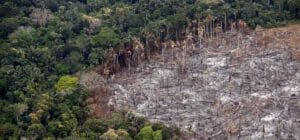 Imagen que representa y simboliza y refuerza el contenido de la noticia: Gobierno avanza en requisitos para prevenir la deforestación