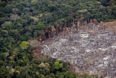 Imagen que representa y simboliza y refuerza el contenido de la noticia: Gobierno avanza en requisitos para prevenir la deforestación