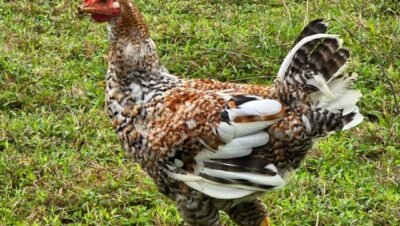 Imagen que representa y simboliza y refuerza el contenido de la noticia: ICA emite alertas en producción y cría de aves de traspatio Antioquia