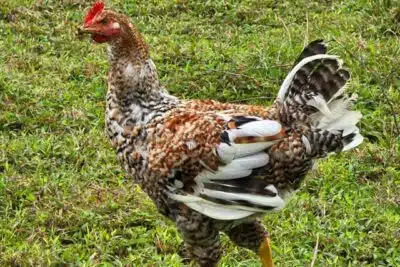 Imagen que representa y simboliza y refuerza el contenido de la noticia: ICA emite alertas en producción y cría de aves de traspatio Antioquia