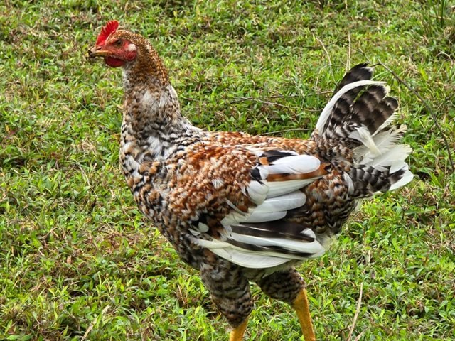 Imagen que representa y simboliza y refuerza el contenido de la noticia: ICA emite alertas en producción y cría de aves de traspatio Antioquia