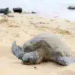 Prohíben acceso a Playa Bobalito en Necoclí por llegada de tortugas
