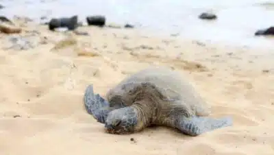 Imagen que representa y simboliza y refuerza el contenido de la noticia: Prohíben acceso a Playa Bobalito en Necoclí por llegada de tortugas