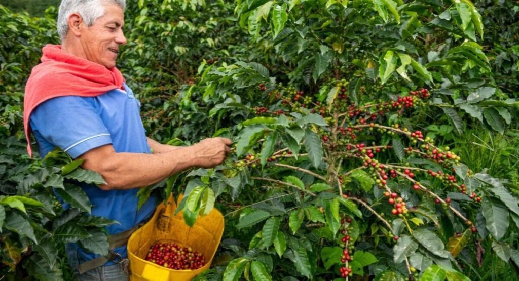 Café colombiano fortalece a caficultores y promueve sostenibilidad Imagen que representa y simboliza y refuerza el contenido de la noticia: Café colombiano fortalece a caficultores y promueve sostenibilidad