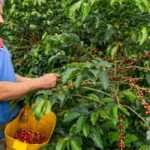 Café colombiano fortalece a caficultores y promueve sostenibilidad