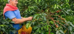 Imagen que representa y simboliza y refuerza el contenido de la noticia: Café colombiano fortalece a caficultores y promueve sostenibilidad