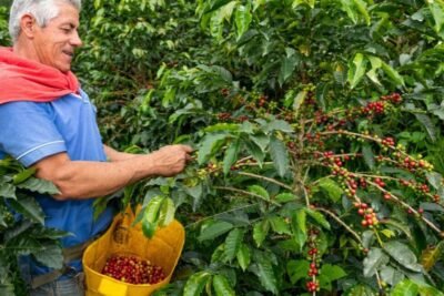 Café colombiano fortalece a caficultores y promueve sostenibilidad Imagen que representa y simboliza y refuerza el contenido de la noticia: Café colombiano fortalece a caficultores y promueve sostenibilidad