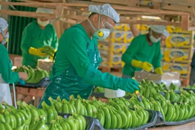 Imagen que representa y simboliza y refuerza el contenido de la noticia: Colombia es el tercer exportador de banano en Latinoamérica y el Caribe