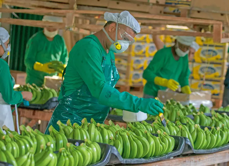 Imagen que representa y simboliza y refuerza el contenido de la noticia: Colombia es el tercer exportador de banano en Latinoamérica y el Caribe