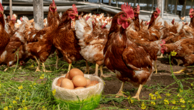 Imagen que representa y simboliza y refuerza el contenido de la noticia: Sector avícola en alerta por riesgo de influenza aviar