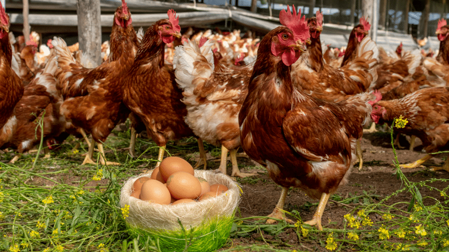 Imagen que representa y simboliza y refuerza el contenido de la noticia: Sector avícola en alerta por riesgo de influenza aviar