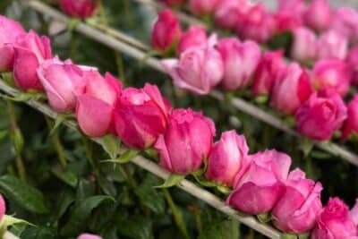 Imagen que representa y simboliza y refuerza el contenido de la noticia: El Día de las Madres representa el 15% de exportaciones florales