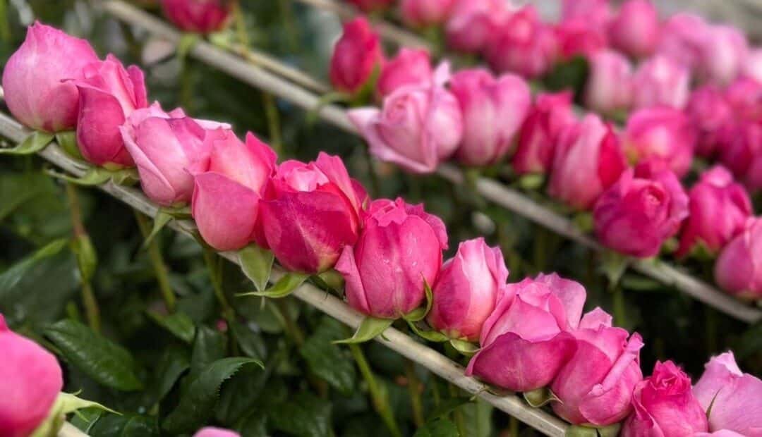 Imagen que representa y simboliza y refuerza el contenido de la noticia: El Día de las Madres representa el 15% de exportaciones florales