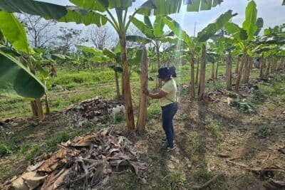 Imagen que representa y simboliza y refuerza el contenido de la noticia: Más de 2700 productores de Urabá reciben ayudas por lluvias