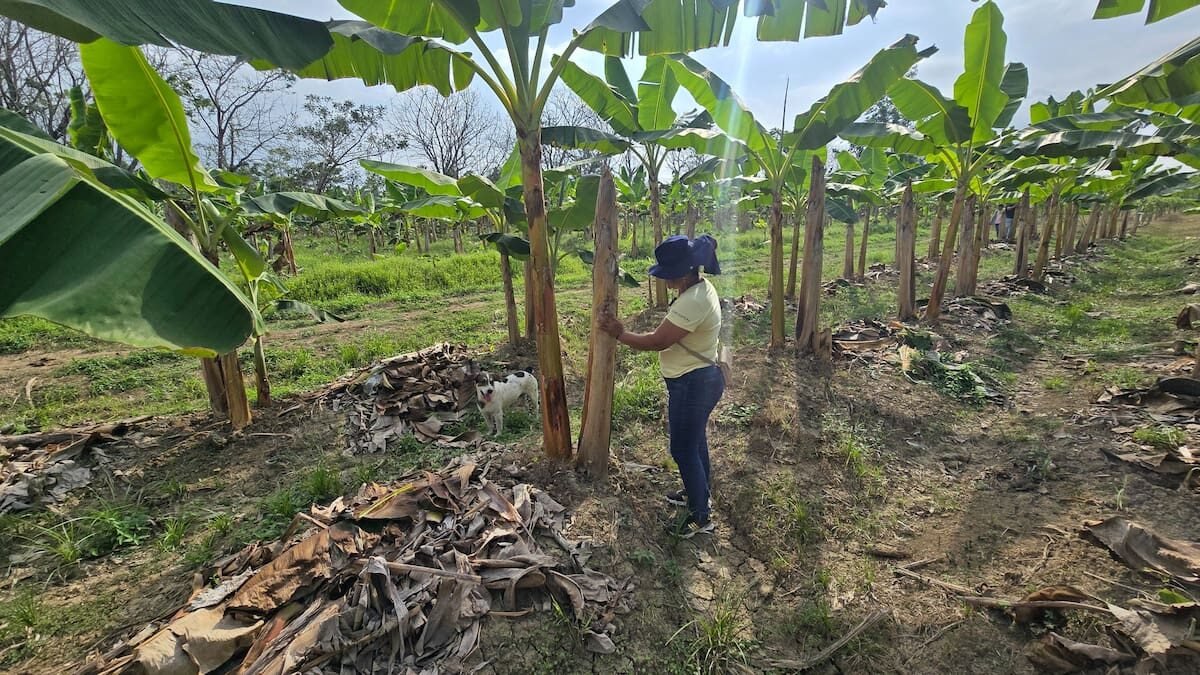 Imagen que representa y simboliza y refuerza el contenido de la noticia: Más de 2700 productores de Urabá reciben ayudas por lluvias