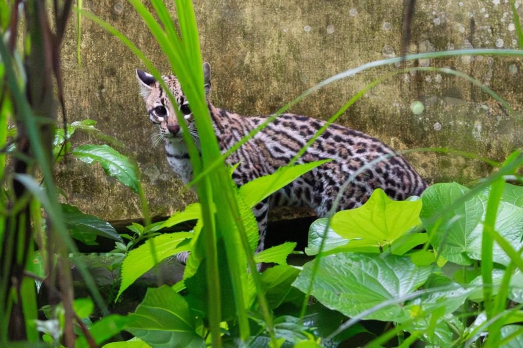 Ocelote rehabilitado es reintroducido en el bosque de Urabá Imagen que representa y simboliza y refuerza el contenido de la noticia: Ocelote rehabilitado es reintroducido en el bosque de Urabá