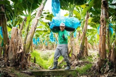 Imagen que representa y simboliza y refuerza el contenido de la noticia: El banano debe dejar de ser considerado un producto barato