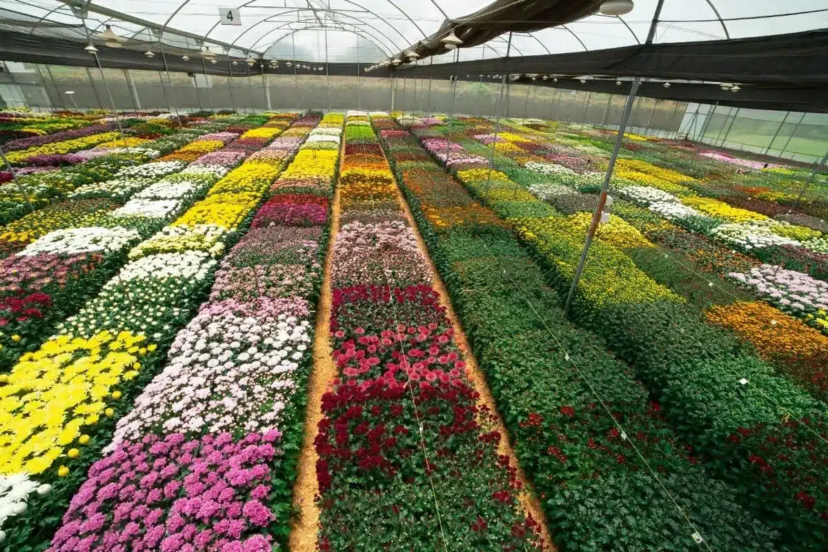 Imagen que representa y simboliza y refuerza el contenido de la noticia: Plan Pétalo impulsó exportaciones de flores y empleo en Antioquia