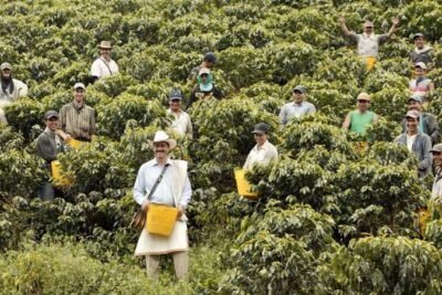 Imagen que representa y simboliza y refuerza el contenido de la noticia: Antioquia apoyará a caficultores con créditos y subsidios climáticos