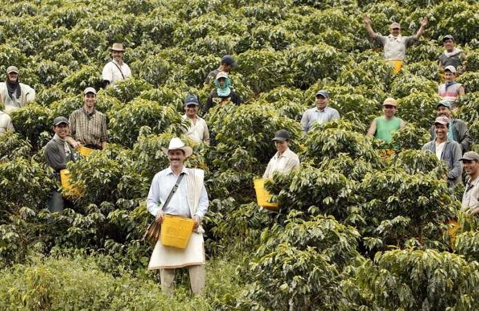 Imagen que representa y simboliza y refuerza el contenido de la noticia: Antioquia apoyará a caficultores con créditos y subsidios climáticos