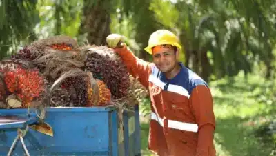 Imagen que representa y simboliza y refuerza el contenido de la noticia: Exportación de aceite de palma alcanza 60 mil millones anuales