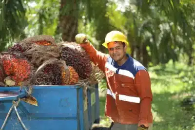 Imagen que representa y simboliza y refuerza el contenido de la noticia: Exportación de aceite de palma alcanza 60 mil millones anuales