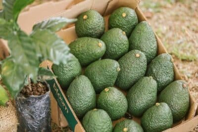 Imagen que representa y simboliza y refuerza el contenido de la noticia: Mercado global de aguacate alcanzará US$35.550 millones en 2035