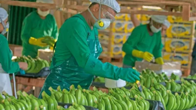Imagen que representa y simboliza y refuerza el contenido de la noticia: Banano colombiano alcanza récord de productividad en 2025 a pesar de El Niño