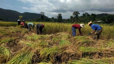Imagen que representa y simboliza y refuerza el contenido de la noticia: ICA promueve soberanía agrícola y reduce costos en Necoclí con bioinsumos