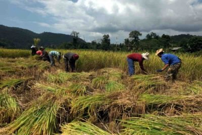 Imagen que representa y simboliza y refuerza el contenido de la noticia: ICA promueve soberanía agrícola y reduce costos en Necoclí con bioinsumos