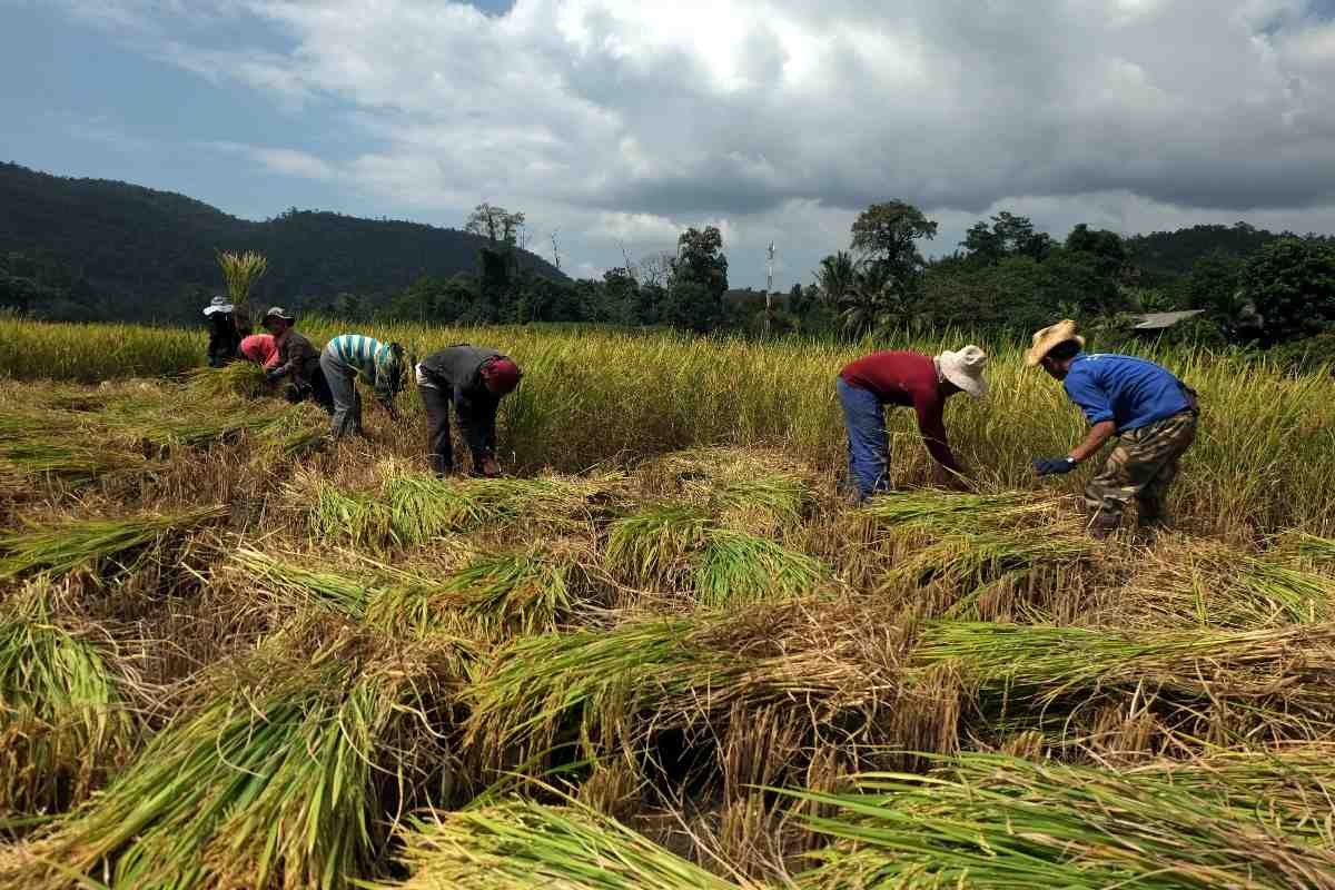 Imagen que representa y simboliza y refuerza el contenido de la noticia: ICA promueve soberanía agrícola y reduce costos en Necoclí con bioinsumos