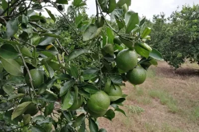Imagen que representa y simboliza y refuerza el contenido de la noticia: Oportunidad histórica para fruta colombiana en China y vigilancia HLB