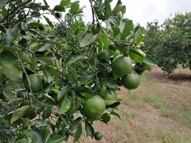 Imagen que representa y simboliza y refuerza el contenido de la noticia: Oportunidad histórica para fruta colombiana en China y vigilancia HLB