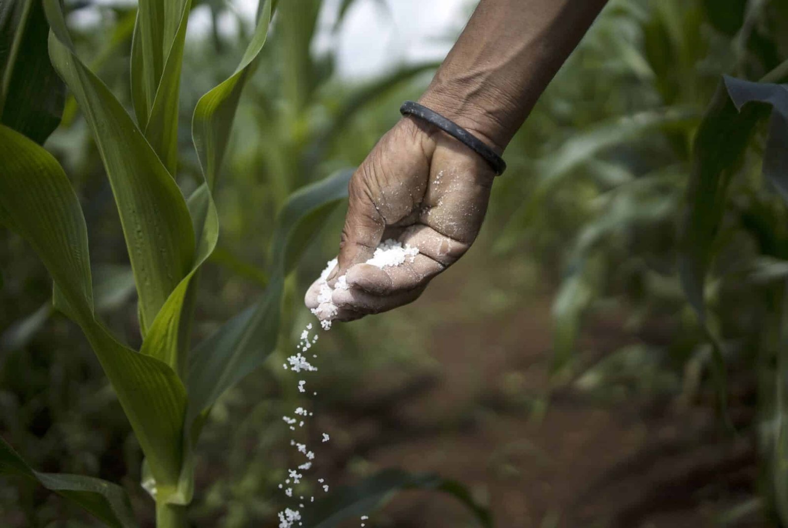 Imagen que representa y simboliza y refuerza el contenido de la noticia: Fertilizantes en Colombia cifras y datos esenciales