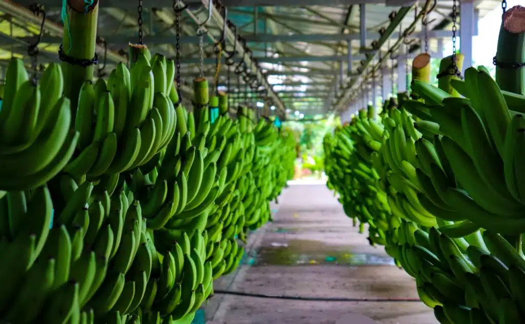 Banasan amplía su capacidad a 15 millones de cajas de banano Imagen que representa y simboliza y refuerza el contenido de la noticia: Banasan amplía su capacidad a 15 millones de cajas de banano