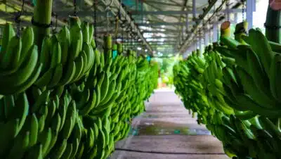 Imagen que representa y simboliza y refuerza el contenido de la noticia: Banasan amplía su capacidad a 15 millones de cajas de banano