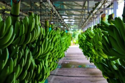 Cajas de banano de exportación de Banasan en Urabá