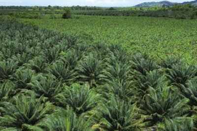 Desarrollo agroindustrial en Urabá con zonas francas y tierras