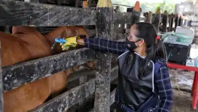 Imagen que representa y simboliza y refuerza el contenido de la noticia: Fedegán mejora la atención al ganadero tras la vacunación