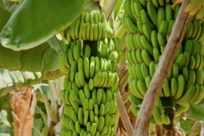 Fórmula de bananeros de Urabá para producir fertilizantes Fórmula de bananeros de Urabá para producir fertilizantes