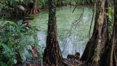 Imagen que representa y simboliza y refuerza el contenido de la noticia: Urabá destaca en Becas Colombia Biodiversa con proyectos de estudiantes de la UdeA