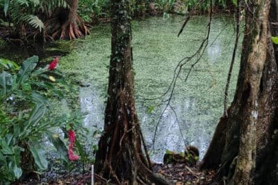 Imagen que representa y simboliza y refuerza el contenido de la noticia: Urabá destaca en Becas Colombia Biodiversa con proyectos de estudiantes de la UdeA