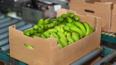 Exportaciones de banano por Puerto Antioquia en Turbo