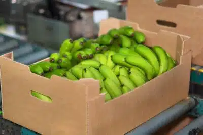 Exportaciones de banano por Puerto Antioquia en Turbo