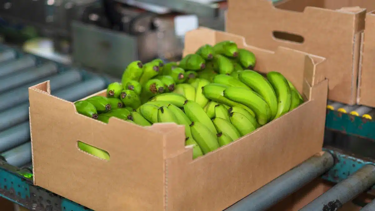 Exportaciones de banano por Puerto Antioquia en Turbo
