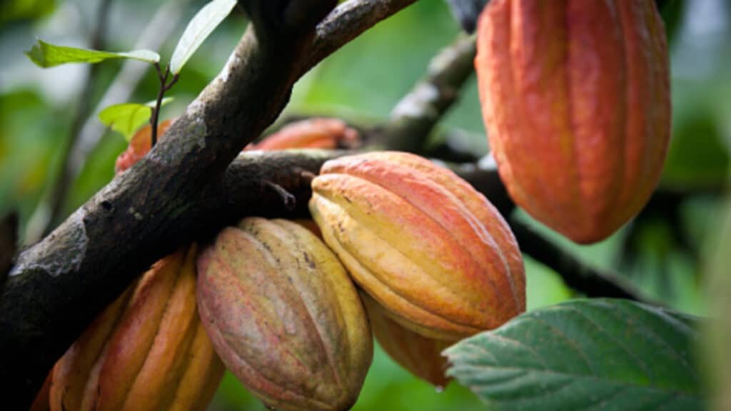 Cacao y clima: el campo colombiano busca ser sostenible y Urabá tiene un papel Imagen que representa y simboliza sistemas agroalimentarios sostenibles y refuerza el contenido de la noticia: Cacao y clima: el campo colombiano busca ser sostenible y Urabá tiene un papel
